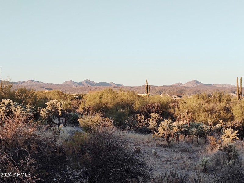 Mature Desert Cacti