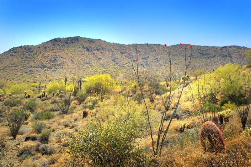 14317 E MOURNING DOVE DR 86