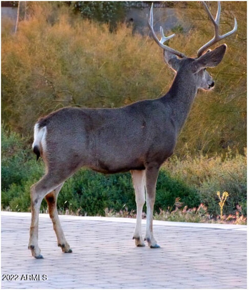 deer