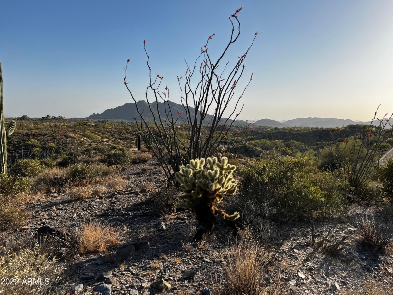 Ocotillo