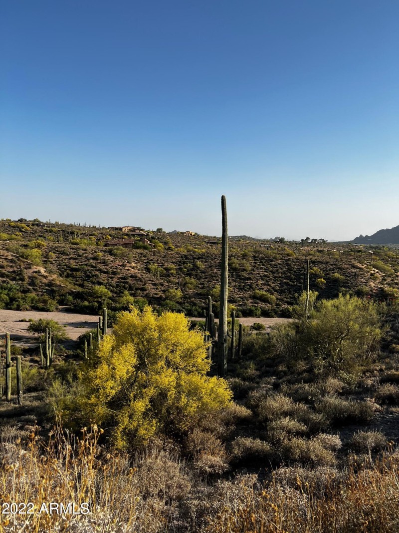 paloverde