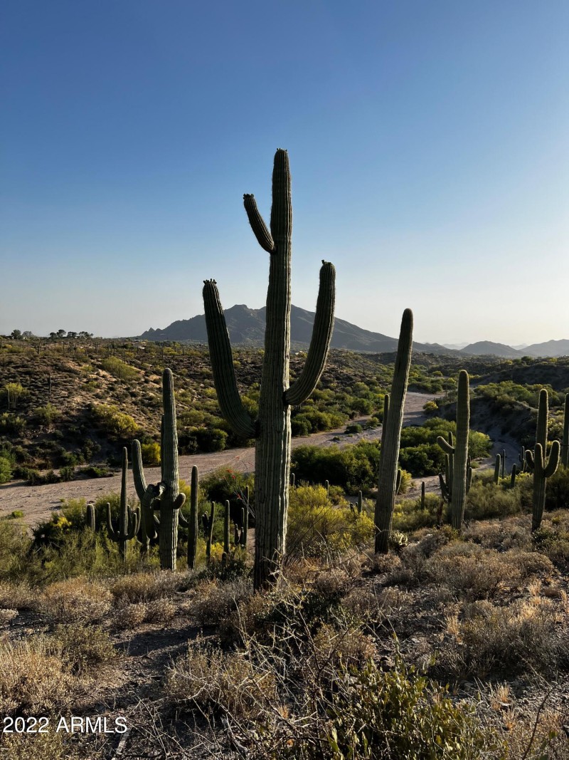 saguaro2