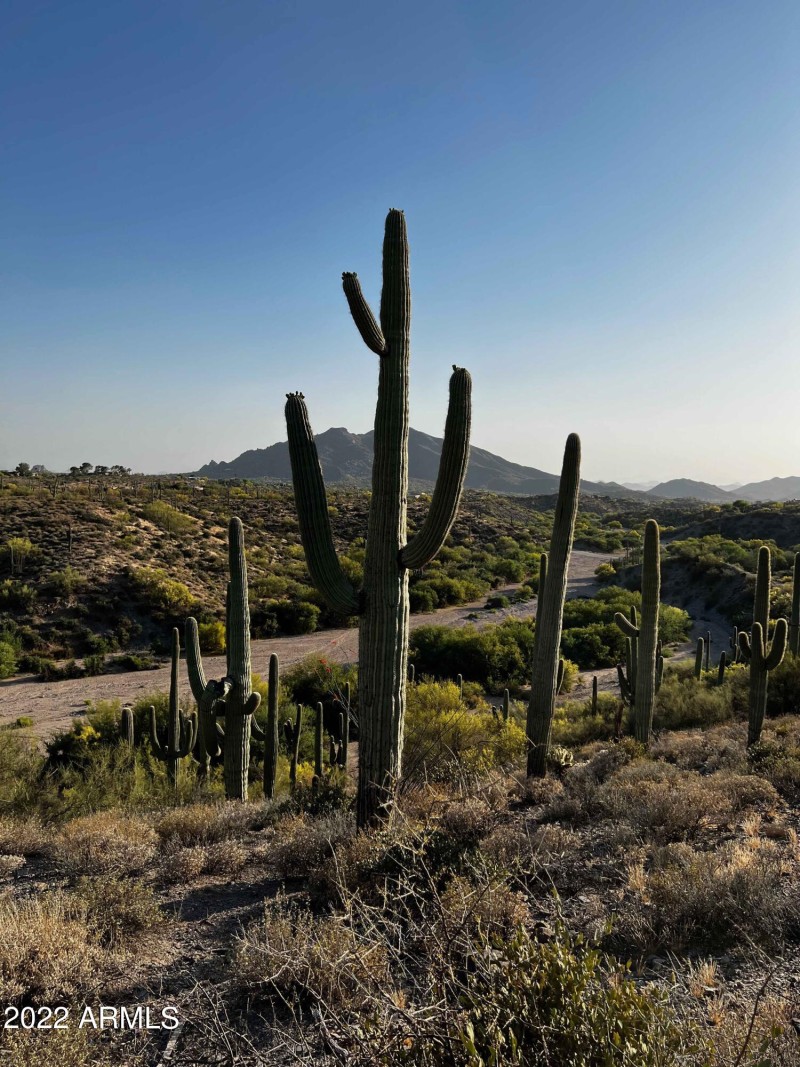 saguaro2SS