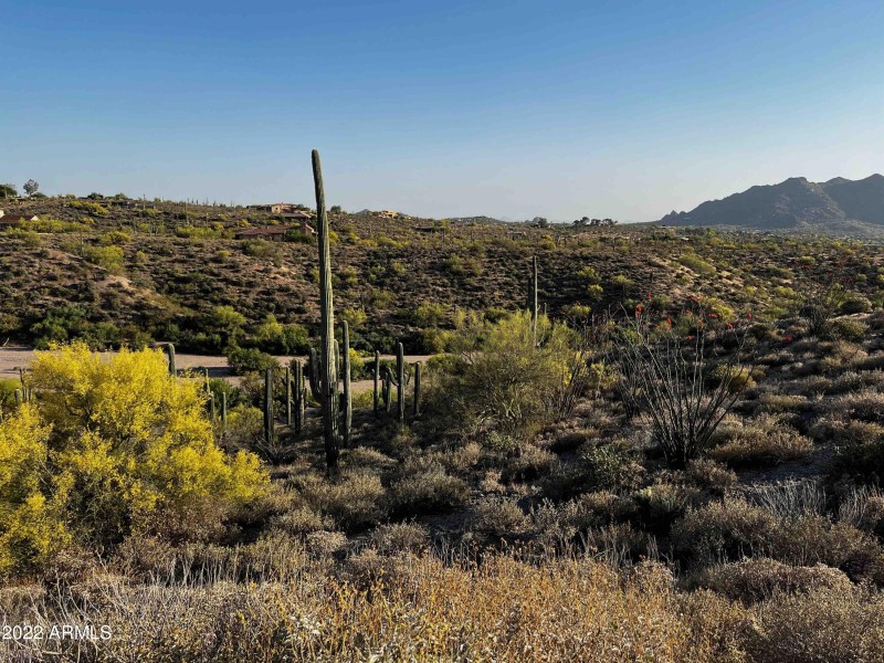 saguaroSS