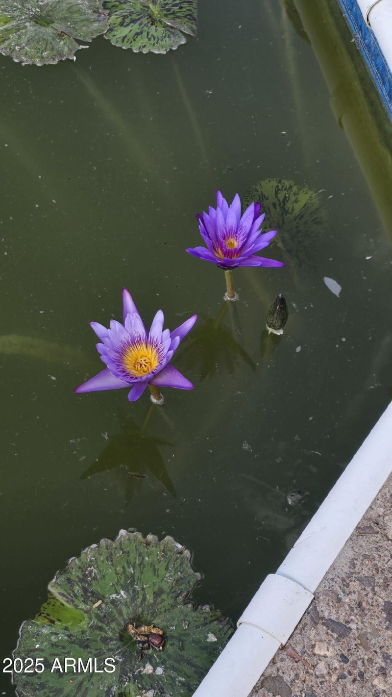 Pond Flower 3