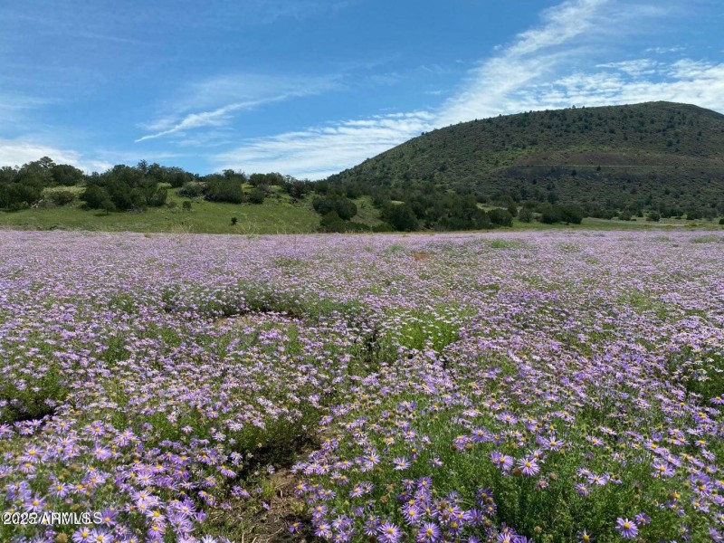Walnut Creek Meadows