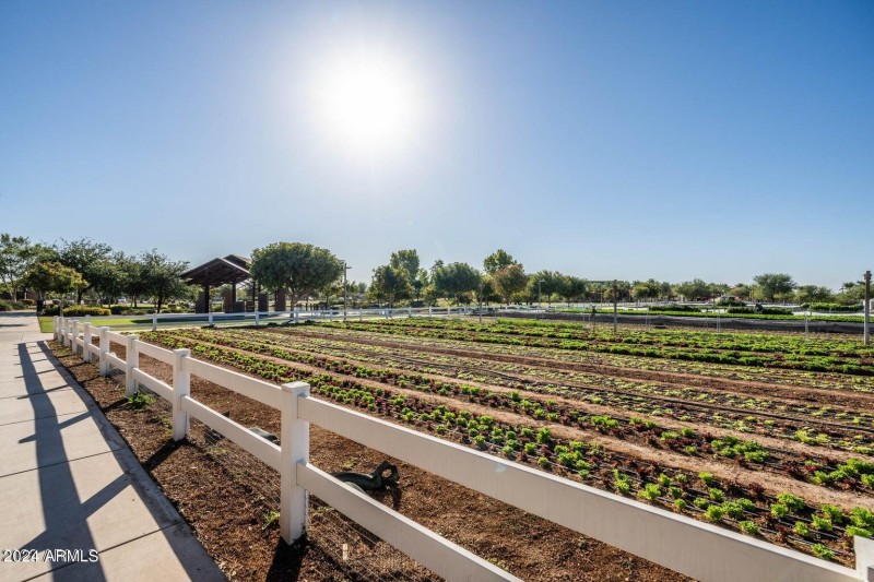 Eastmark gardens