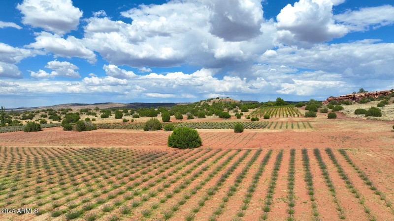 Lavender Fields