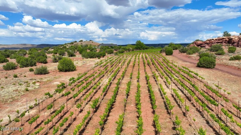 Lots of Vines, Lots of wine!