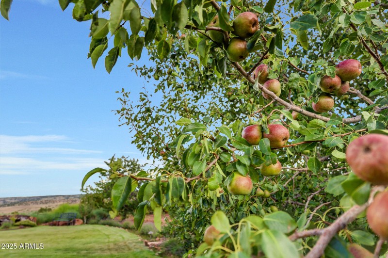 Apple Tree