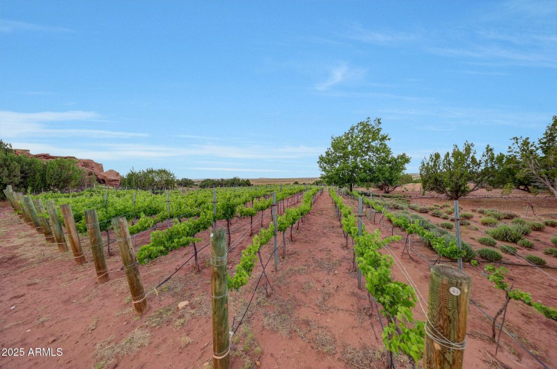 Vines