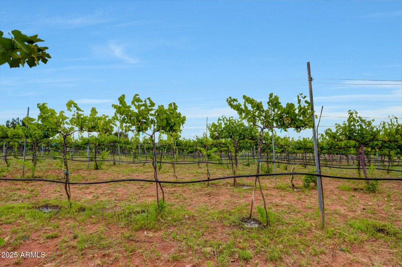 Fruit Trees