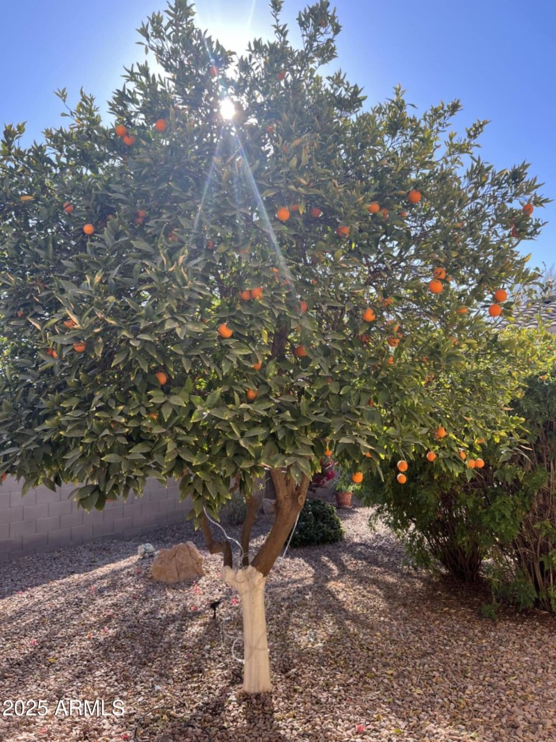 Orange tree