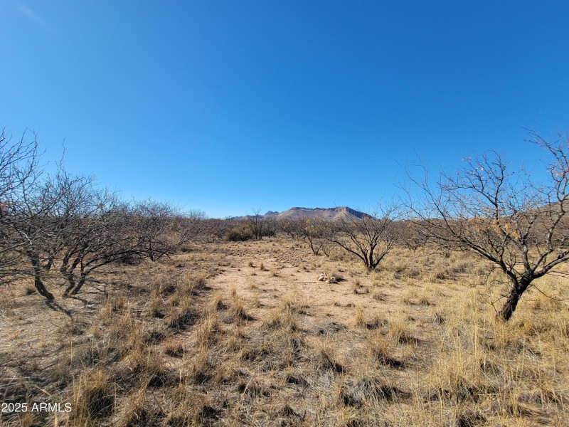 Backyard View 2