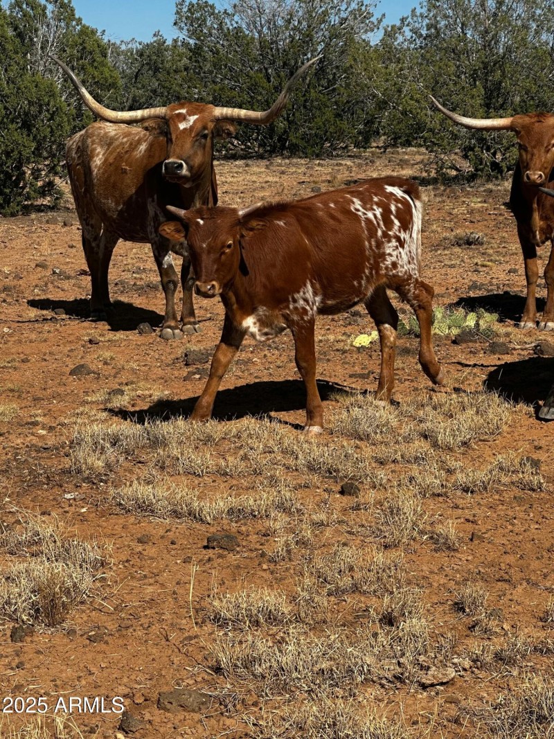 Long Horn cattle and calf