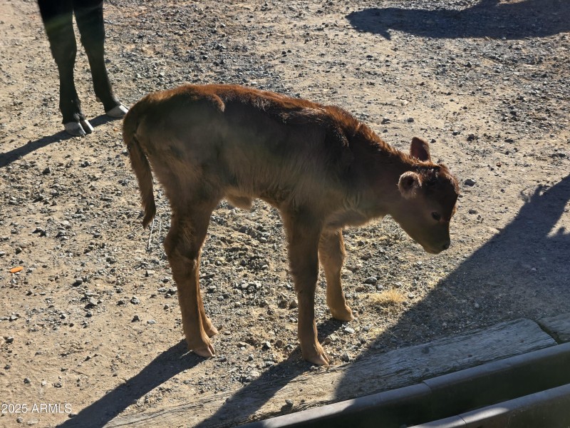 Long Horn calf