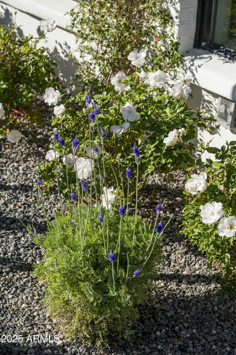 Meticulous Landscaping