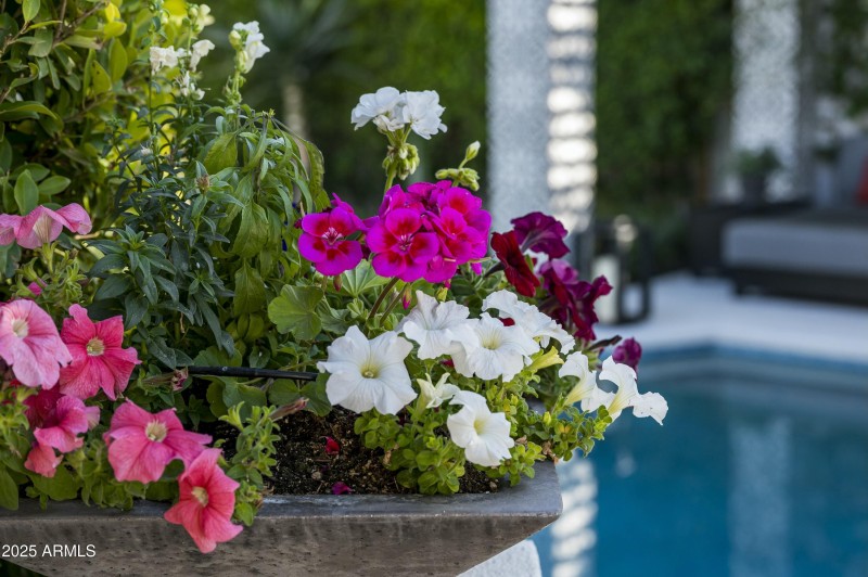 Backyard Oasis