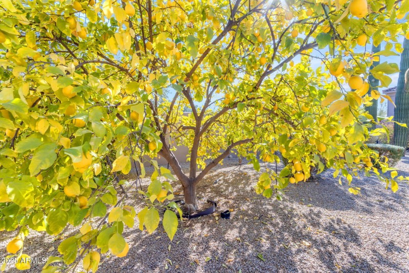 Fruit Trees