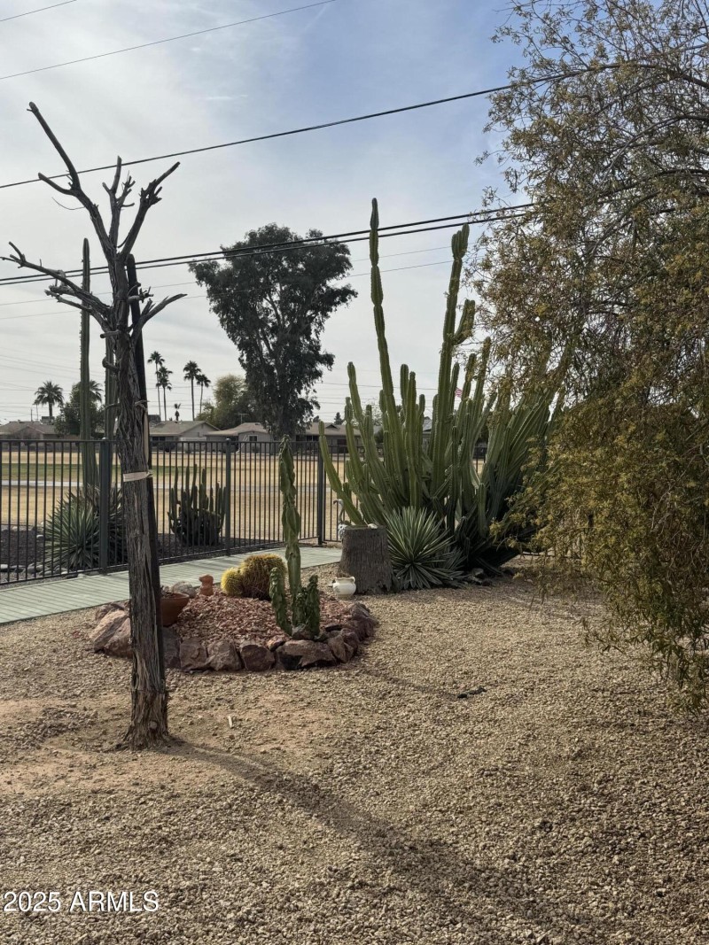backyard4