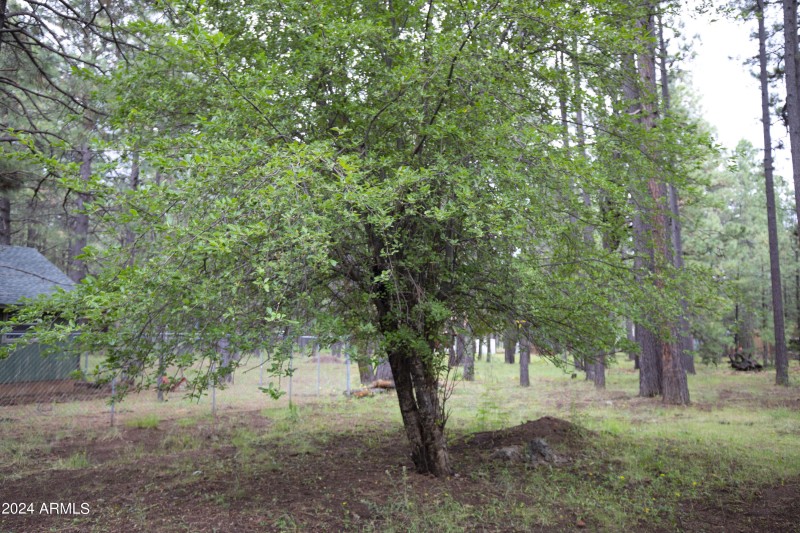 2524OLDRIM14
