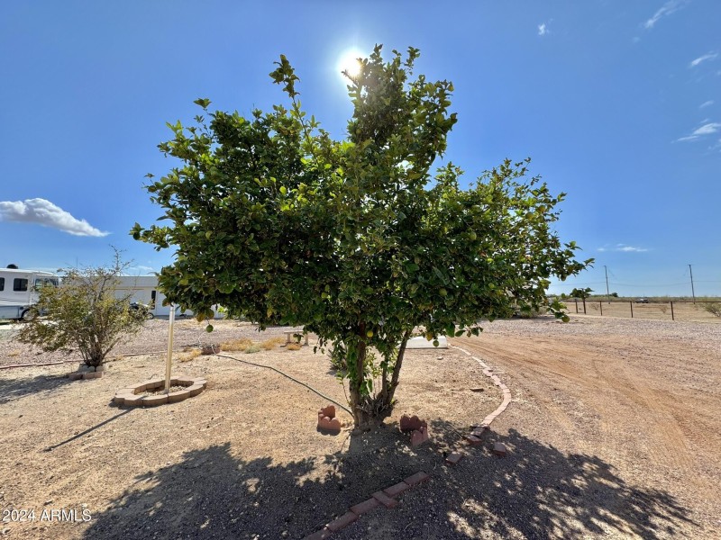 Lemon Tree