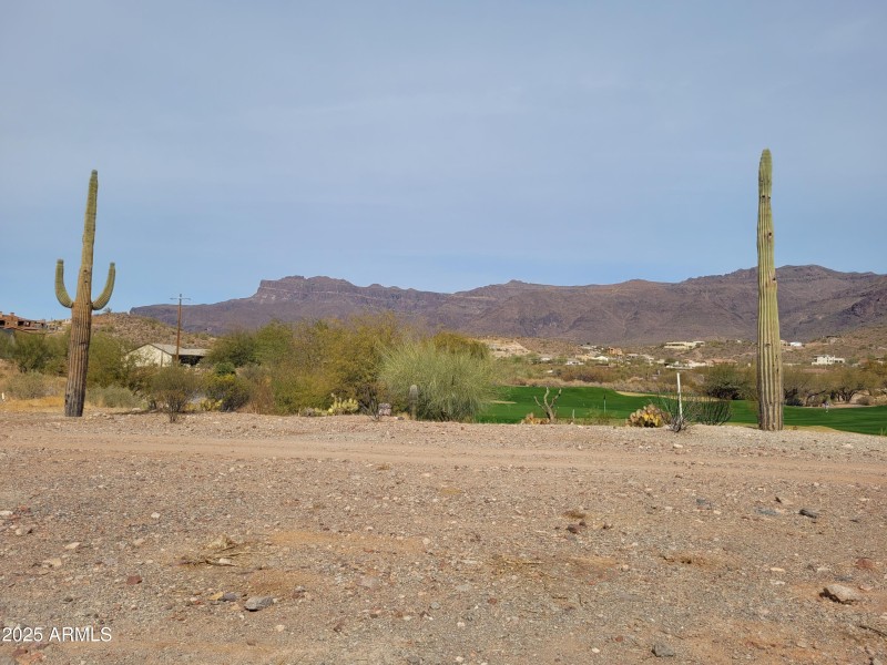 Native Saguaros!