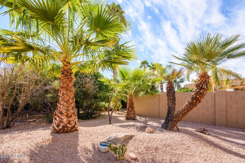 Back yard
