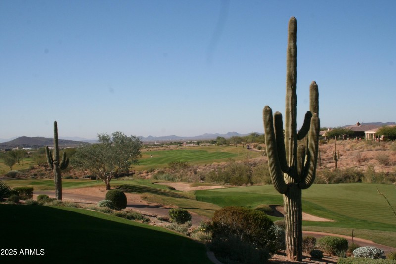 Persimmon #9