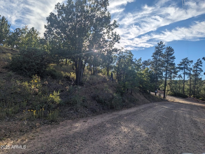 Ponderosa Pines