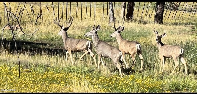 Wildlife on Property