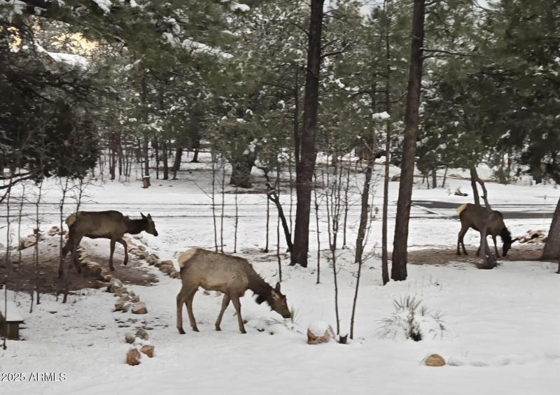 Elk in Snow