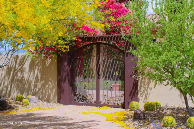 Desert beauty