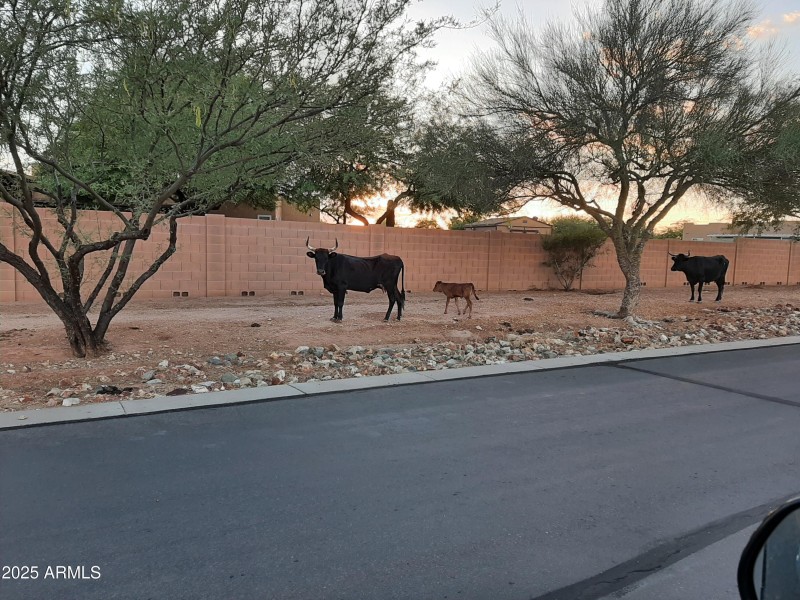 Free Range Cows