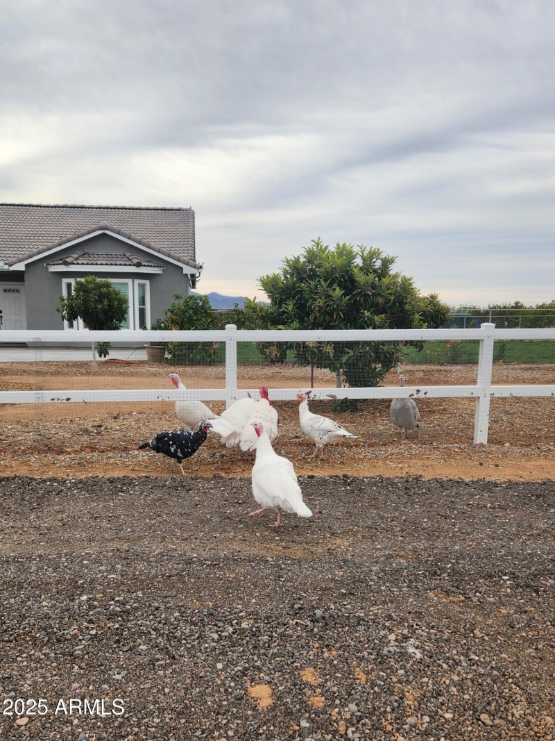 Neighbor's Turkeys Out on Thanksgiving