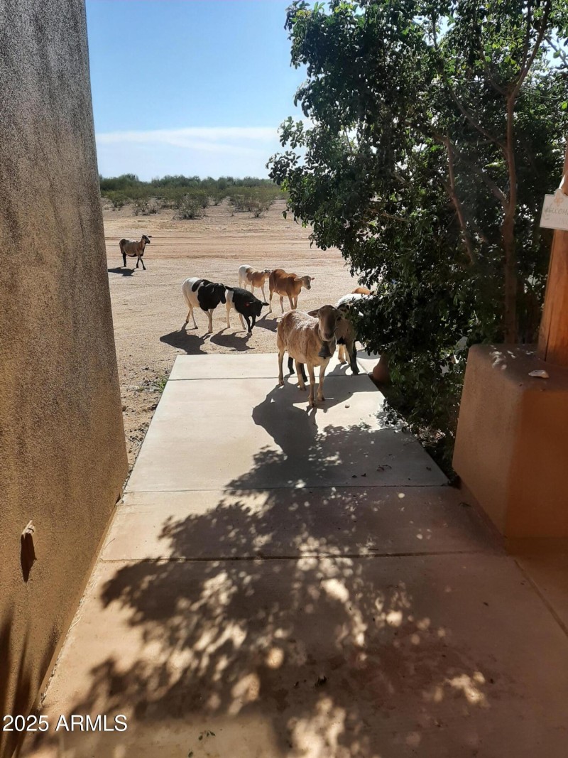 Free Range Sheep out the front door
