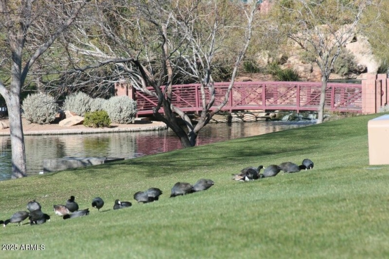 Resident ducks