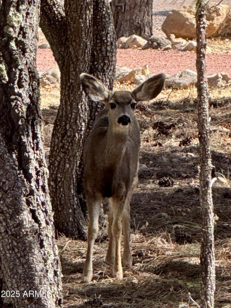 Wildlife neighbors