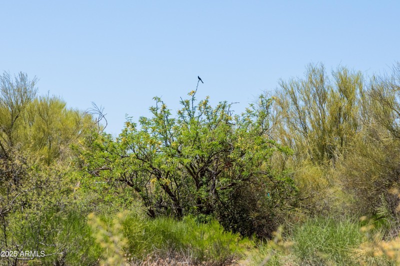 Useful desert cactus
