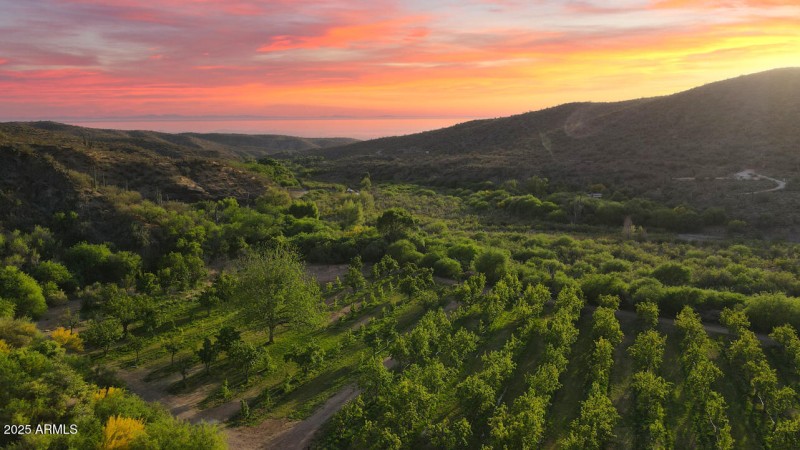 Orchard at Sunset