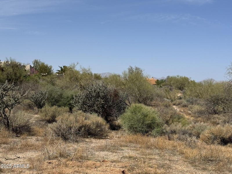 Natural Desert Vegetation