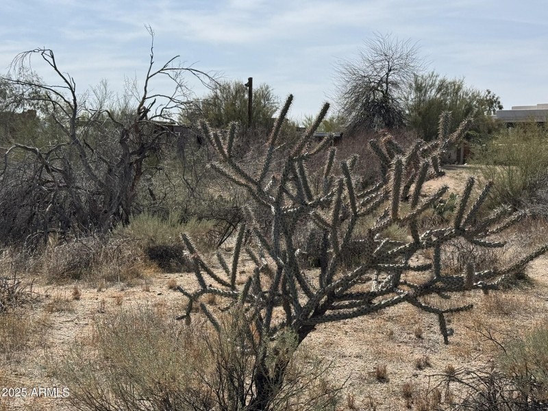 Desert Vegetation