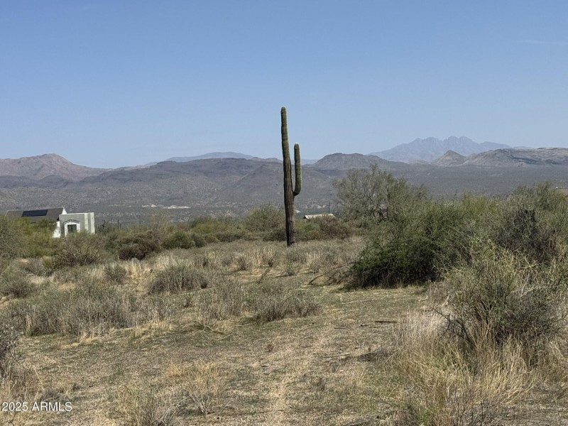 Mature Saguaro