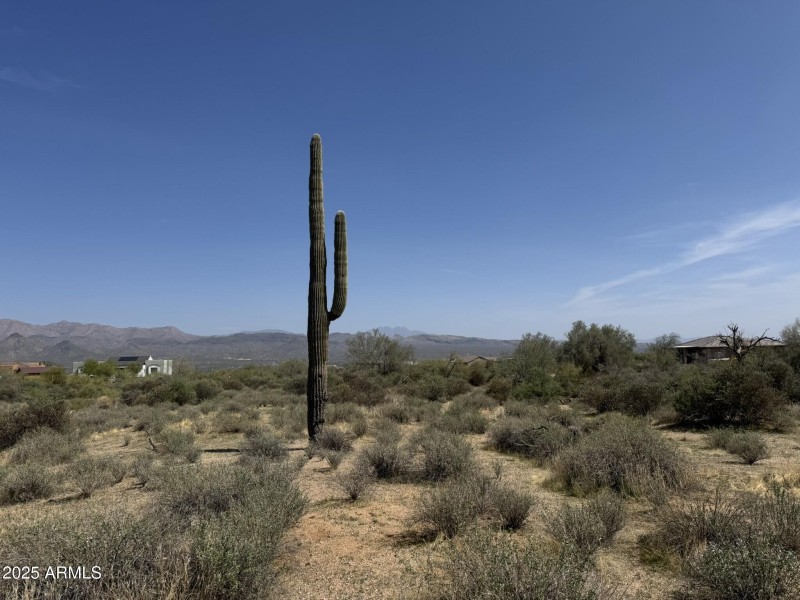 Natural Desert Vegetation