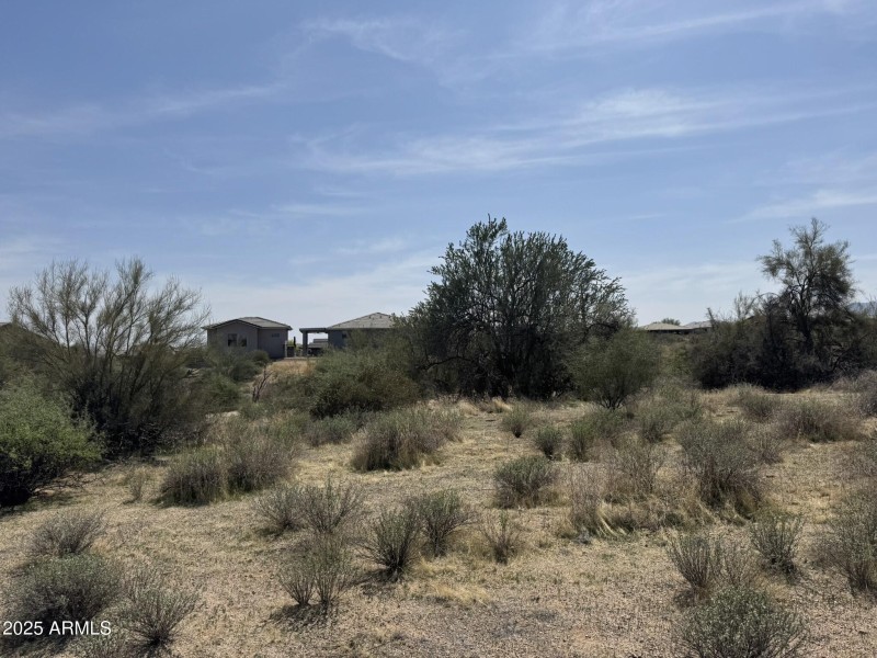 Natural Desert Vegetation