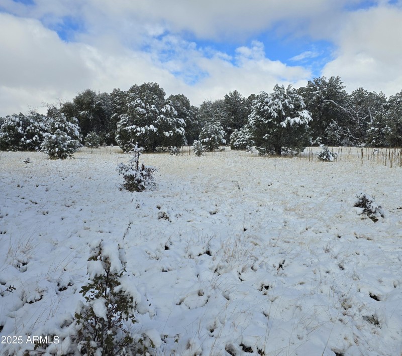 5.05 Acres Meadow twd Trees on W