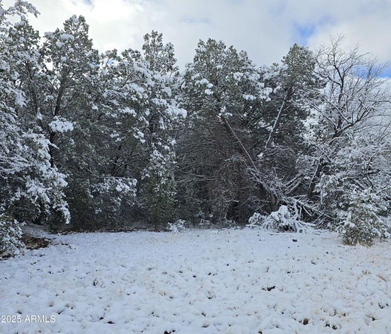 Trees betw Meadow & Easement