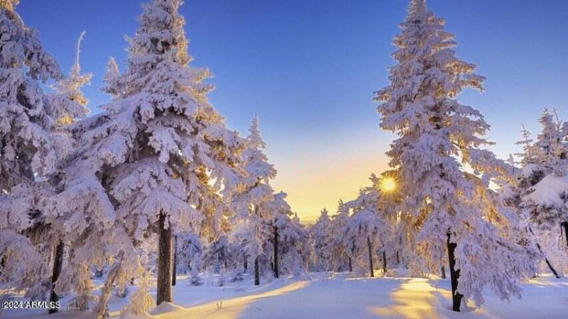 snowy Munds