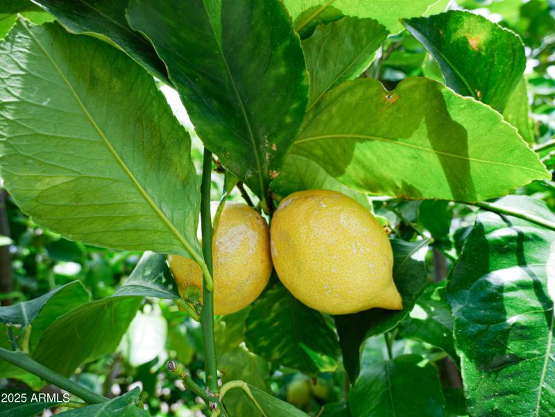 lemon tree