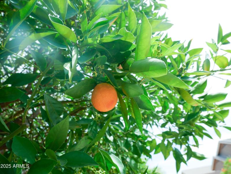 orange tree